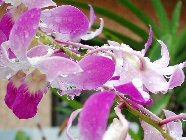 dendrobium_afterrain