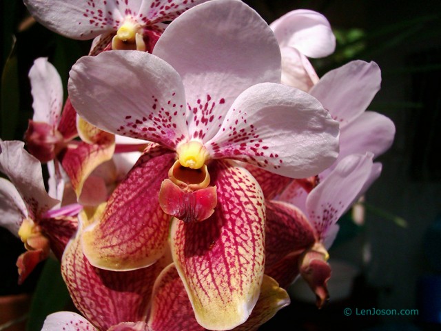 Davao's Orchids