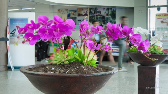 Davao's orchids